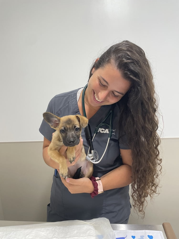 Veterinarian gently holding an adorable puppy during a checkup. Warm, expert veterinary care in a clean and welcoming clinic environment. - Mobile Veterinarian in Maui, Hawaii