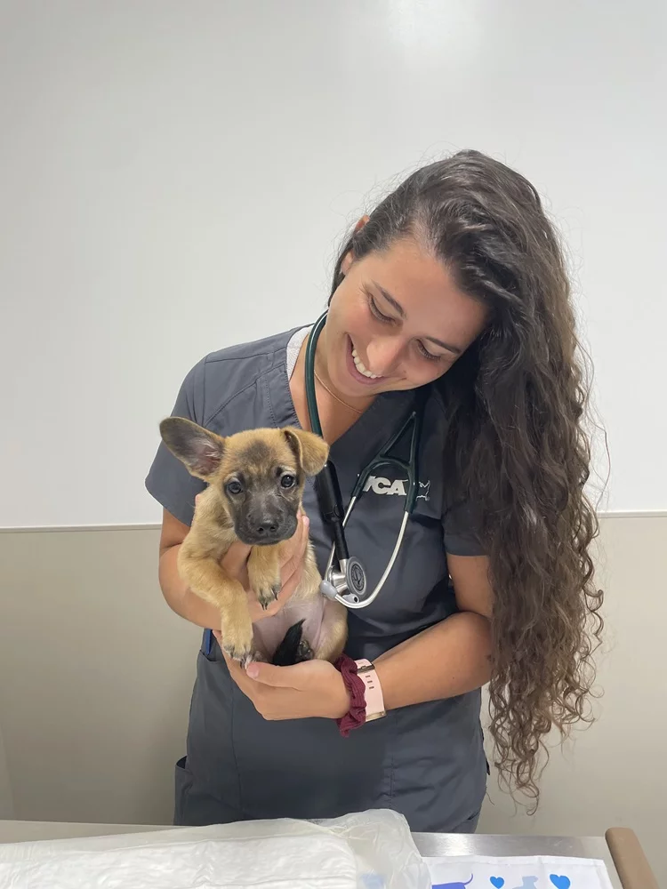 Veterinarian gently holding an adorable puppy during a checkup. Warm, expert veterinary care in a clean and welcoming clinic environment. - Mobile Veterinarian in Maui, Hawaii