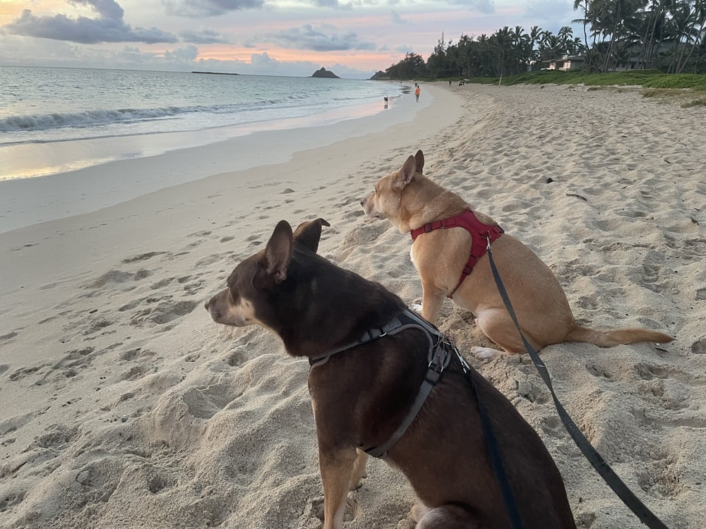 Two dogs on leashes relax on a sandy beach at sunset, enjoying the ocean view. A peaceful moment during a scenic coastal walk. - Mobile Veterinarian in Maui, Hawaii