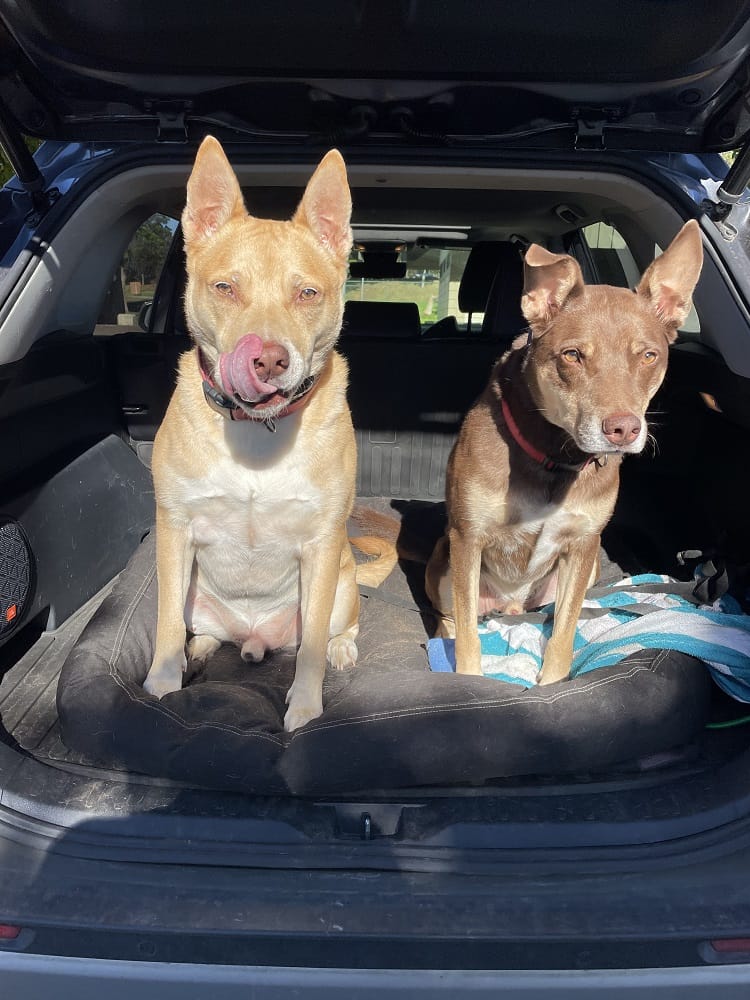 Two alert dogs sitting in the open trunk of a car, soaking up the sun and ready for a fun outing—adventure-ready and full of energy. - Wailuku Vet Clinic
