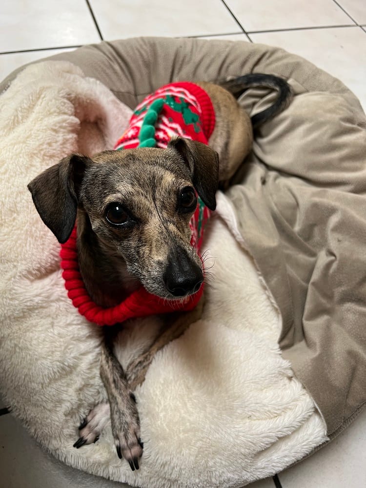 Adorable small dog wearing a red and green holiday sweater, relaxing in a plush dog bed—capturing a cozy and festive seasonal vibe. - Kahului Vet