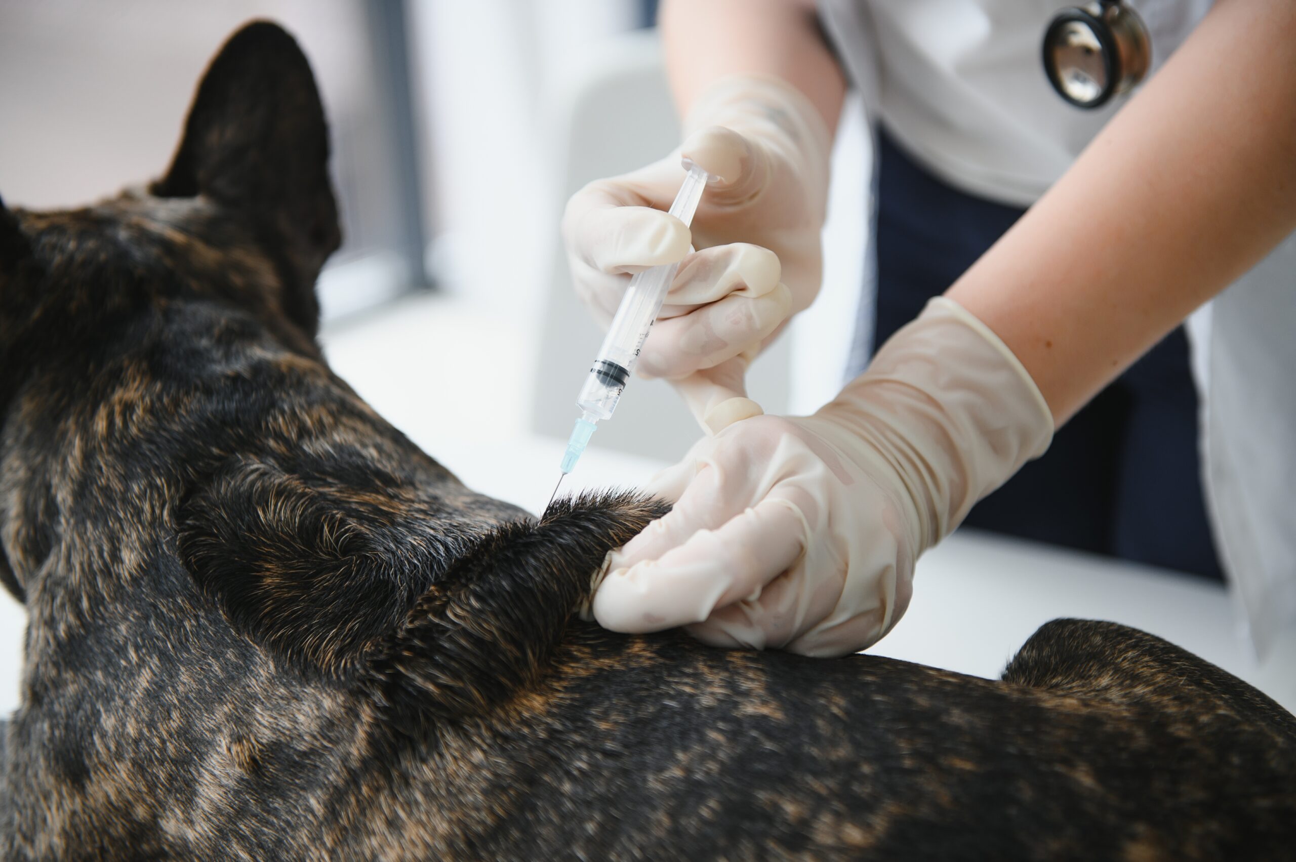 The Importance of Wellness Care and Vaccinations for Puppies and Kittens